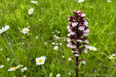 <i>Orchis purpurea</i>