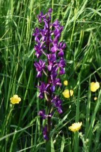 <i>Anacamptis laxiflora</i>