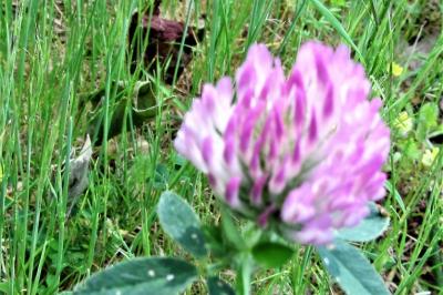 <i>Trifolium pratense</i>