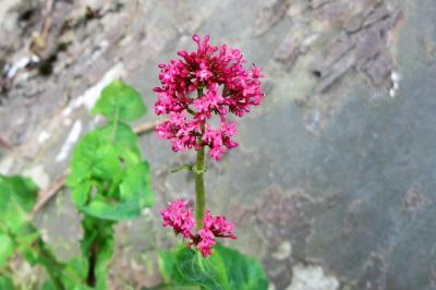 <i>Centranthus ruber</i>
