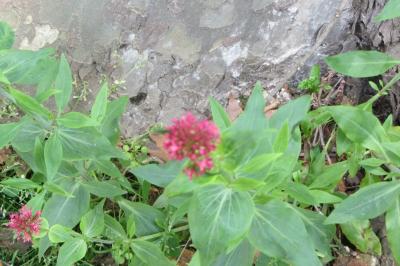 <i>Centranthus ruber</i>