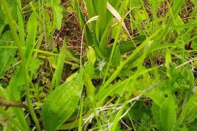 <i>Anacamptis pyramidalis</i>