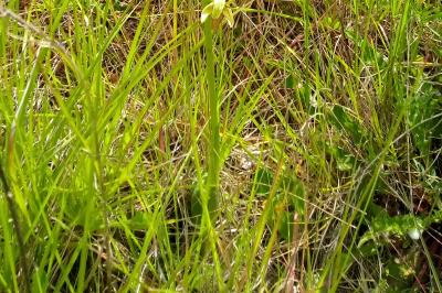<i>Ophrys aranifera</i>