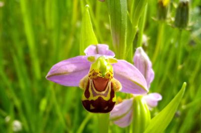 <i>Ophrys apifera</i>