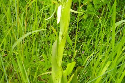 <i>Himantoglossum hircinum</i>