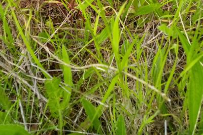 <i>Anacamptis morio</i>
