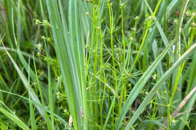 <i>Galium palustre</i>