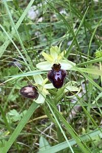 <i>Ophrys aranifera subsp. aranifera</i>