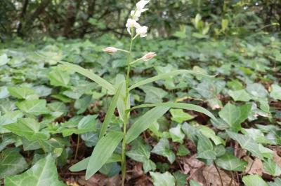 <i>Cephalanthera longifolia</i>