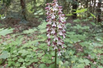 <i>Orchis purpurea</i>