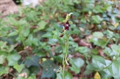 <i>Ophrys insectifera</i>