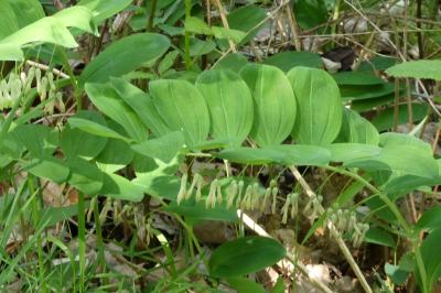 <i>Polygonatum multiflorum</i>
