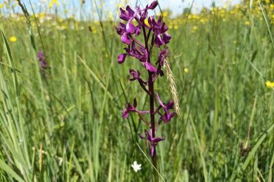 <i>Anacamptis laxiflora</i>