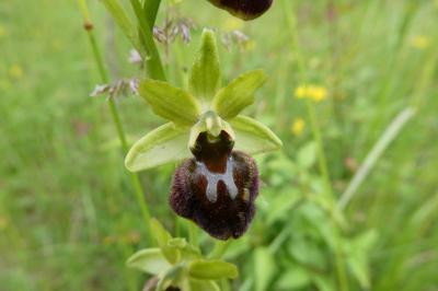 <i>Ophrys aranifera</i>