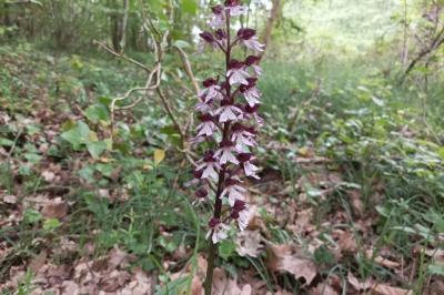 <i>Orchis purpurea</i>