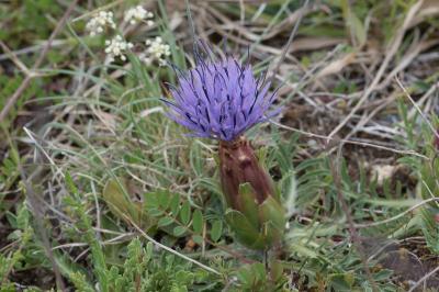 <i>Carthamus mitissimus</i>