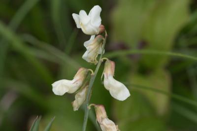 <i>Lathyrus pannonicus</i>