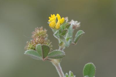<i>Medicago minima</i>