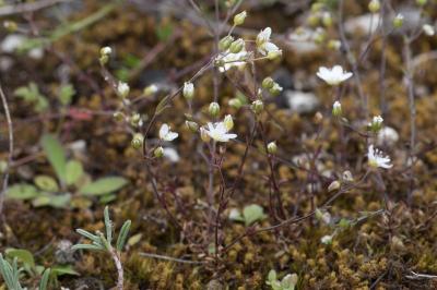 <i>Arenaria controversa</i>