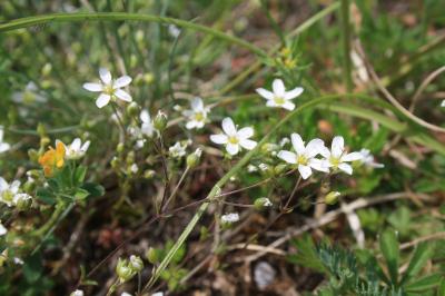 <i>Arenaria controversa</i>