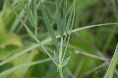 <i>Lathyrus pannonicus</i>