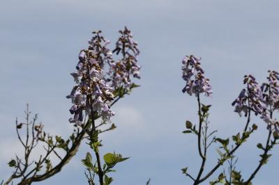 <i>Paulownia tomentosa</i>