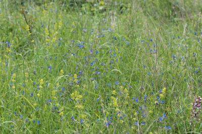 <i>Aegonychon purpurocaeruleum</i>