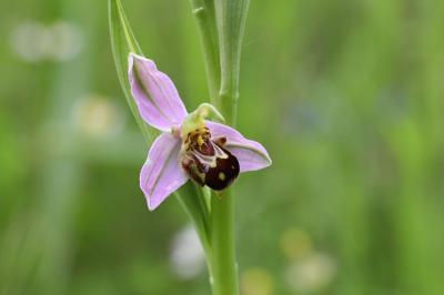 <i>Ophrys apifera</i>