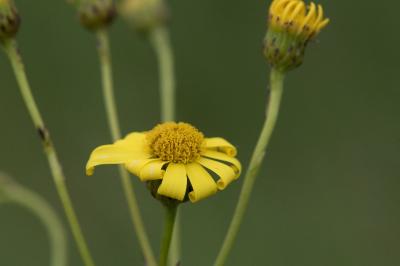 <i>Senecio inaequidens</i>
