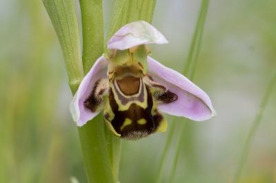 <i>Ophrys apifera</i>