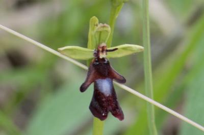 <i>Ophrys insectifera</i>