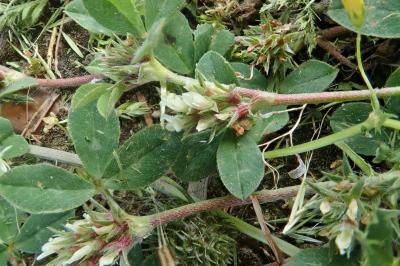<i>Trifolium scabrum</i>