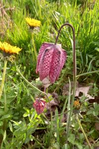 <i>Fritillaria meleagris</i>