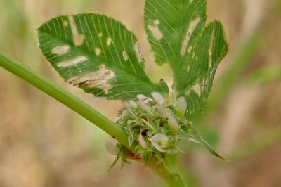 <i>Trifolium glomeratum</i>