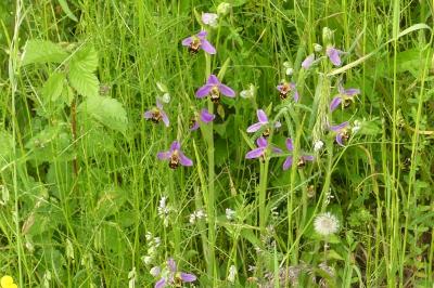 <i>Ophrys apifera</i>