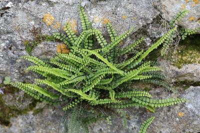 <i>Asplenium trichomanes</i>