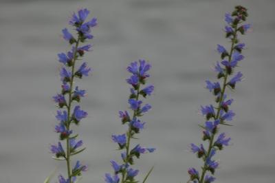 <i>Echium vulgare</i>