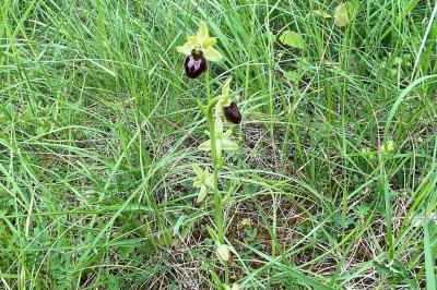 <i>Ophrys aranifera</i>