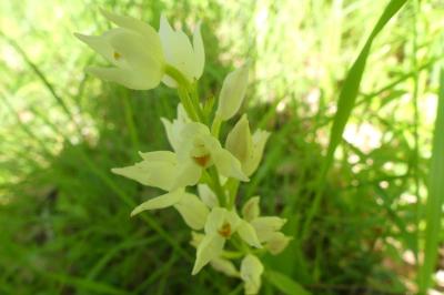 <i>Cephalanthera longifolia</i>