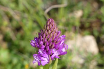 <i>Anacamptis pyramidalis</i>