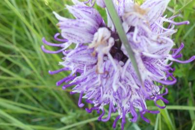 <i>Orchis simia</i>