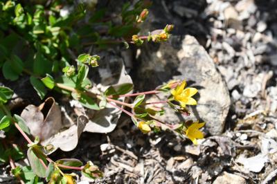 <i>Hypericum humifusum</i>