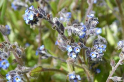 <i>Myosotis ramosissima</i>