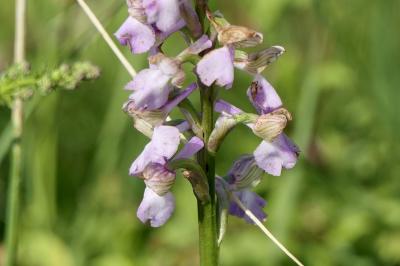 <i>Anacamptis morio</i>