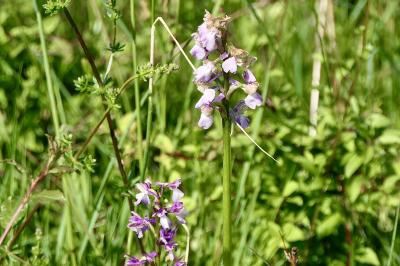 <i>Anacamptis morio</i>