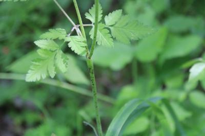 <i>Chaerophyllum temulum</i>