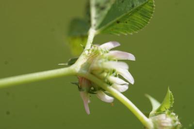 <i>Trifolium glomeratum</i>