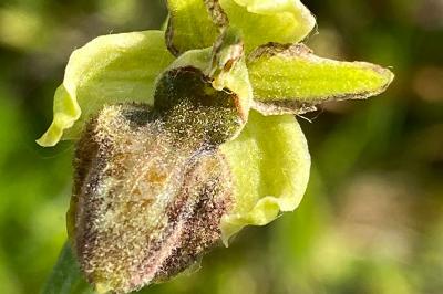 <i>Ophrys aranifera</i>