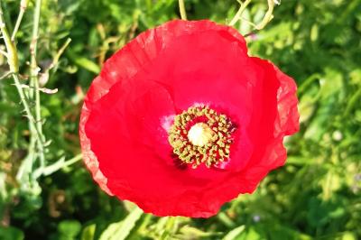 <i>Papaver rhoeas</i>