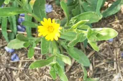 <i>Calendula arvensis</i>